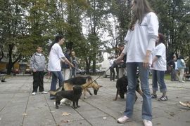 Udomljeno sedam pasa, tri šteneta i jedna mačka
