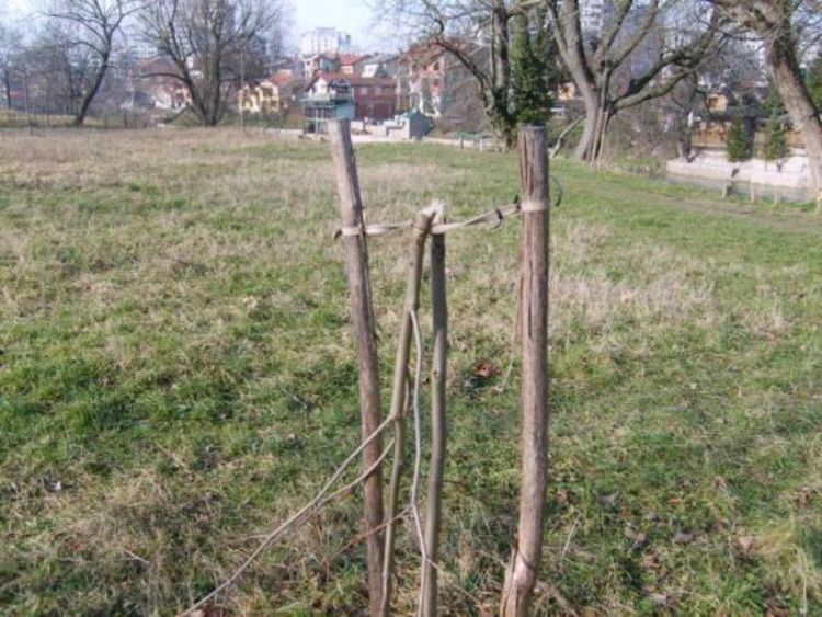 Uništene mlade sadnice