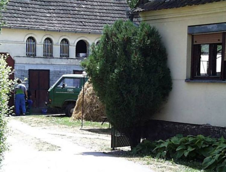 Ubio majku i umro