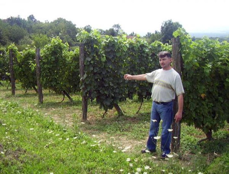 Vinograd pod Kozarom