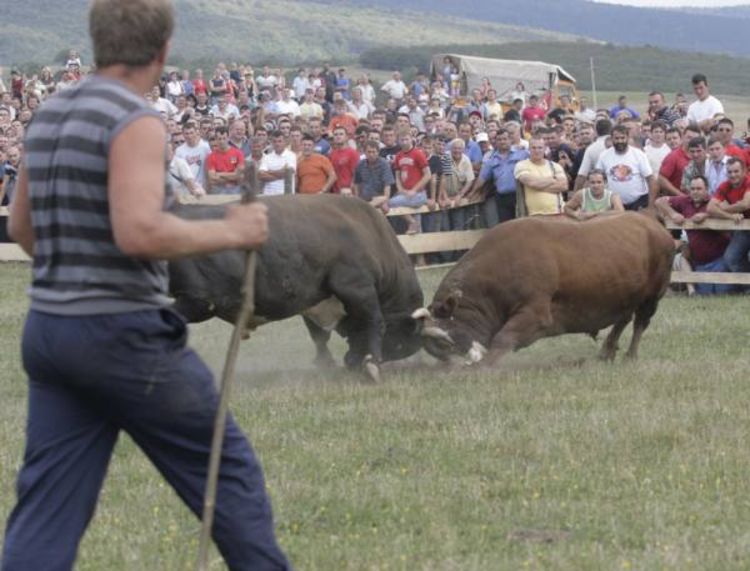 Pavloviću Kočićeva nagrada