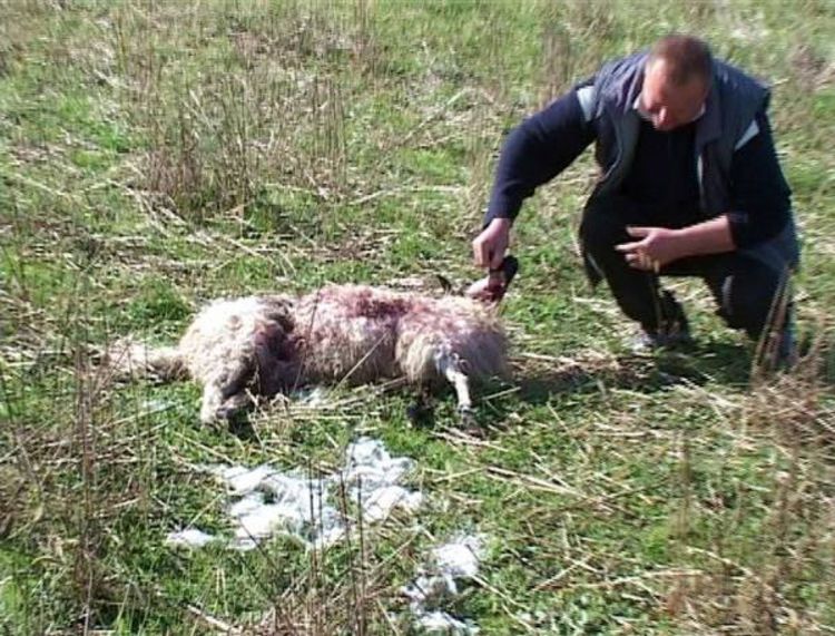 Vukovi rastrgali ovce