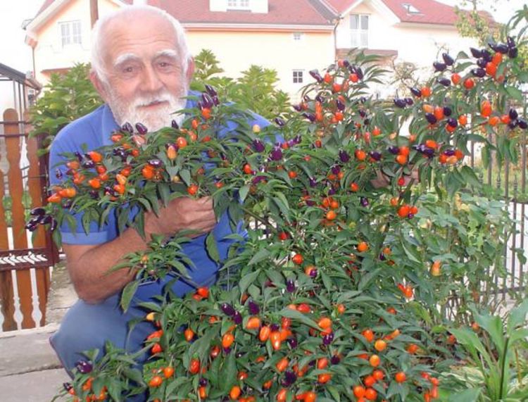 Dvorište puno čili papričica