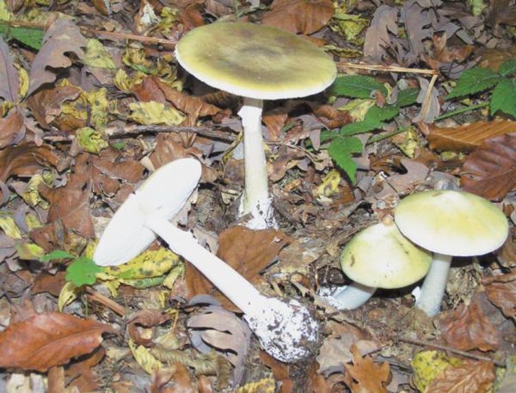 Otrov gljiva snažniji od zmije otrovnice