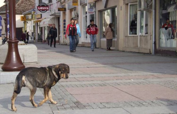 Žrtve napada pasa lutalica tuže Vladu Brčkog