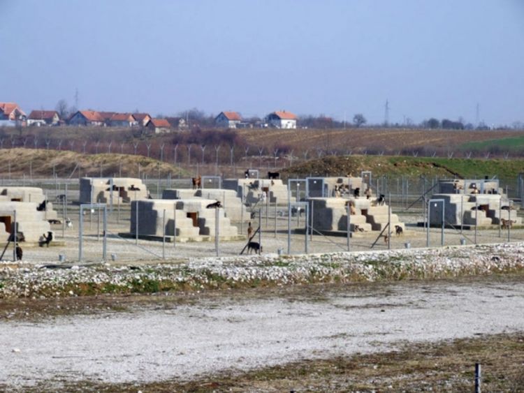 Novac potrošen, psi i dalje na ulicama