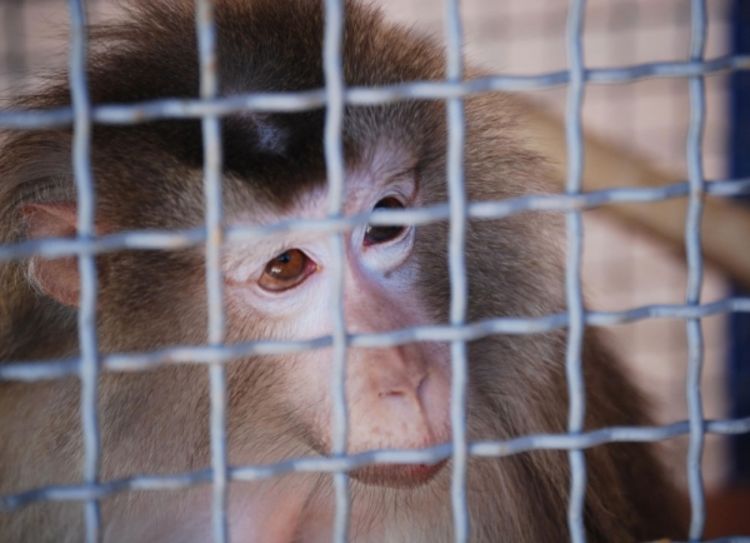 Ženka majmuna u banjalučkom zoo-vrtu