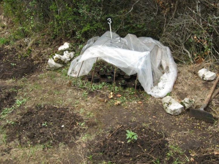 Otkrivena plantaža marihuane