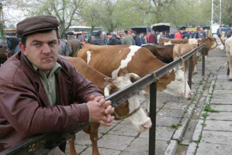 Šverceri diktiraju cijenu stoke u RS