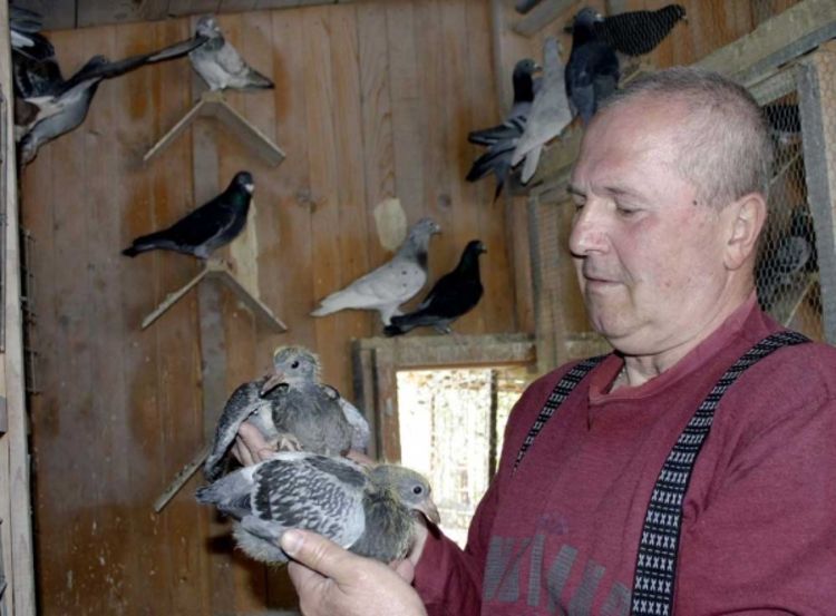 Golub poštar kralj među golubovima