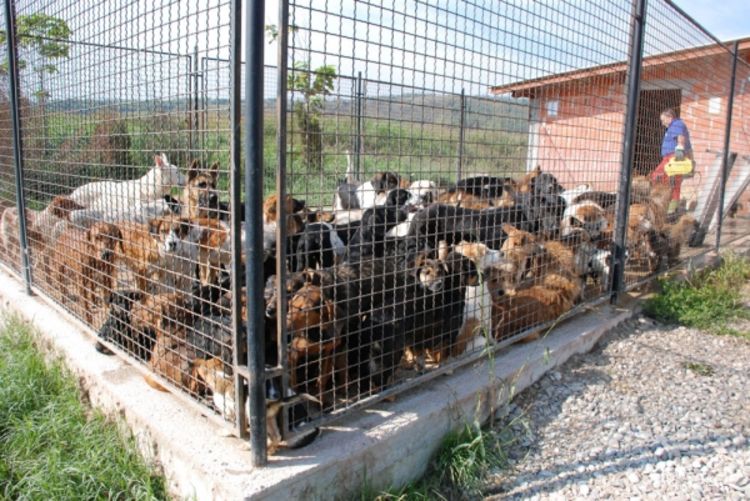 U azilu tri puta više pasa od kapaciteta