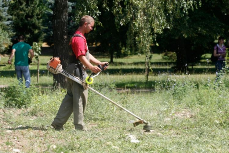 Počela akcija suzbijanja ambrozije