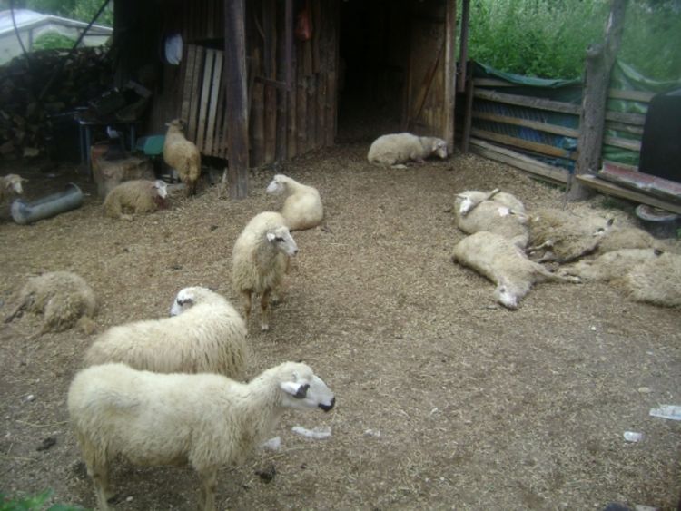 Psi zaklali 11 ovaca