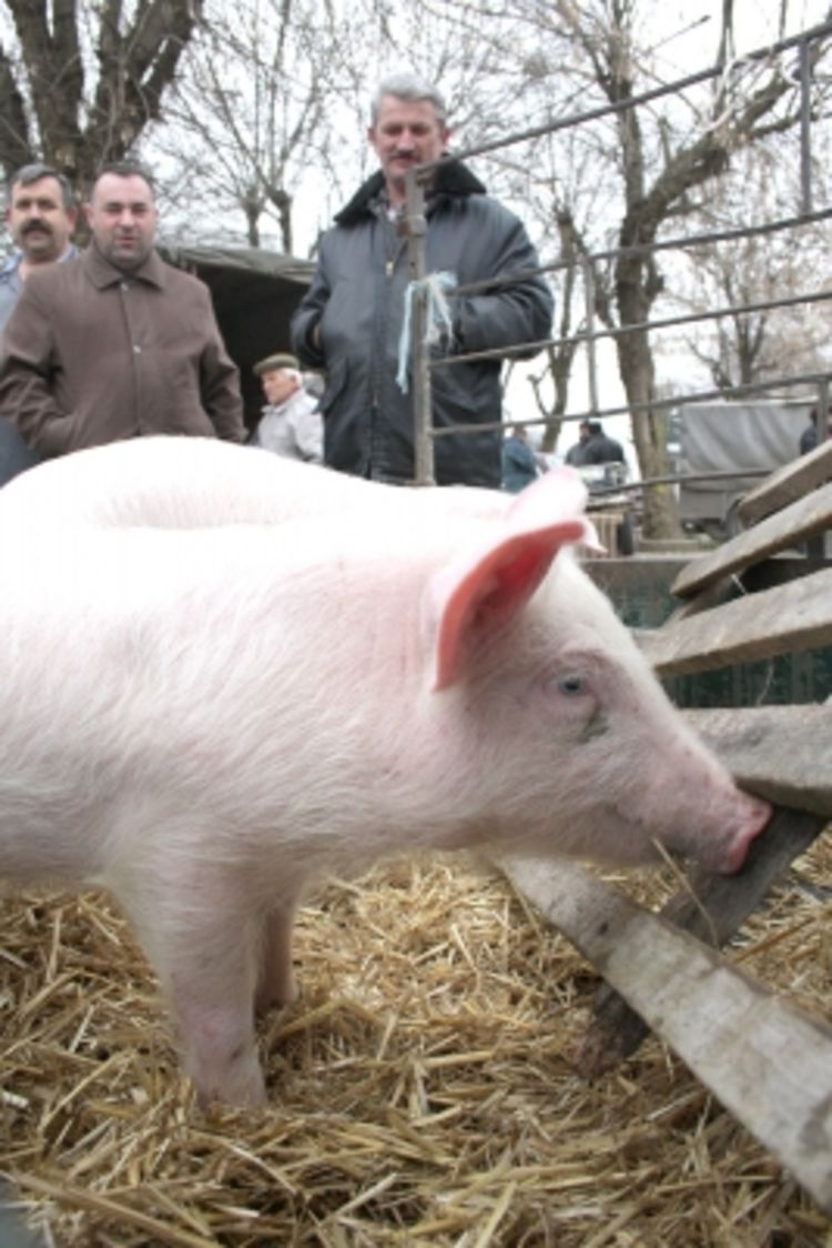 Dozvoljen promet životinja mlađih od šest mjeseci