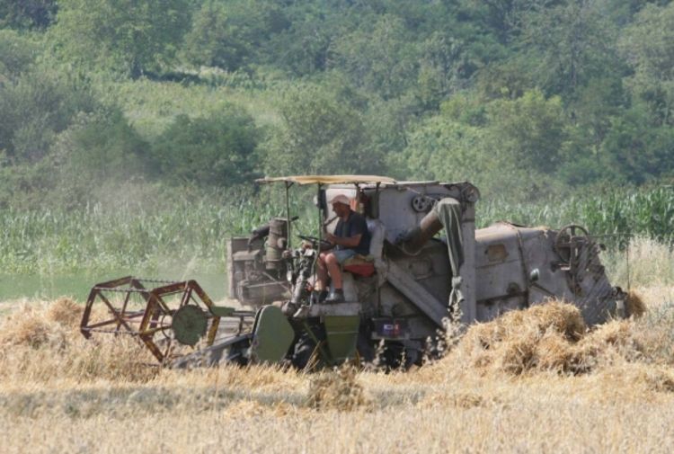 Traže 63 feninga po kilogramu pšenice