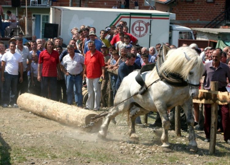 Konji vukli balvane teške do dvije tone