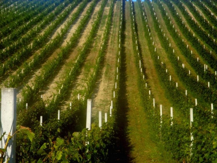 Italija pretiče Francusku u vinogradarstvu 