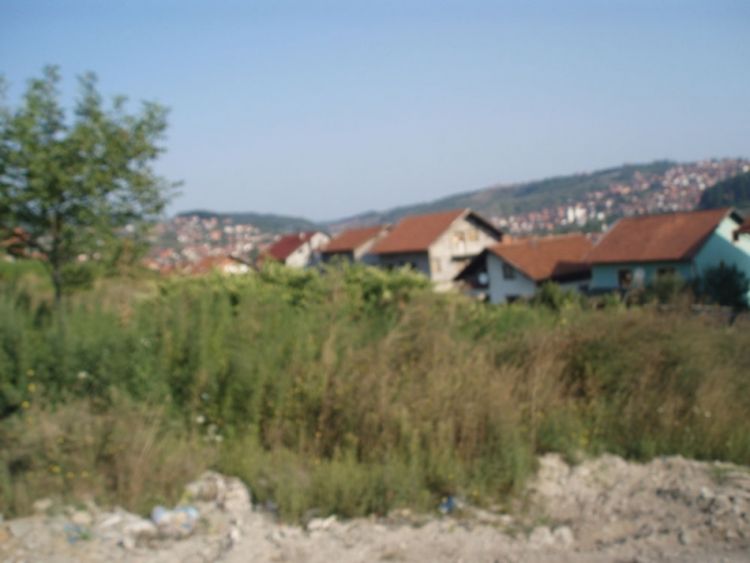 Ambrozija i zmije učestala pojava