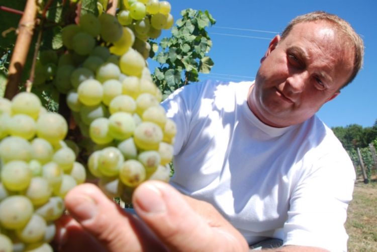 Stiže vino iz Podruma Banjalučke biskupije