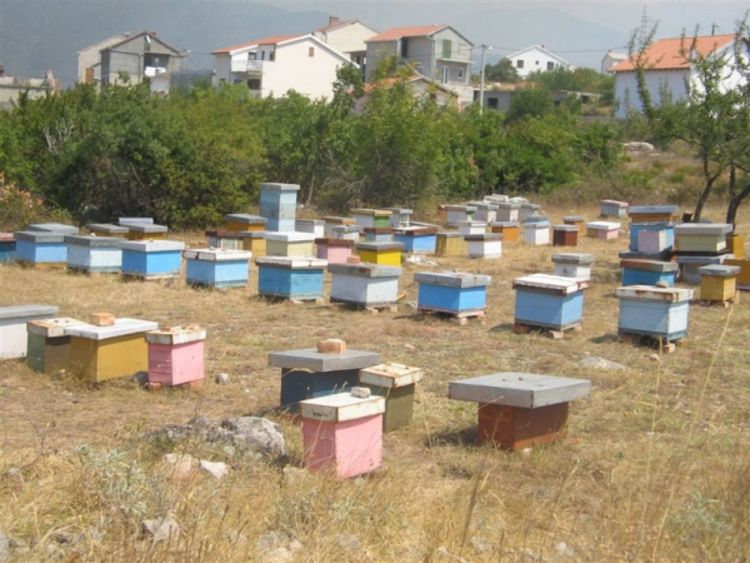 Godina bez meda u Hercegovini