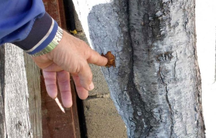 Pucao Zuhdija Prutina?