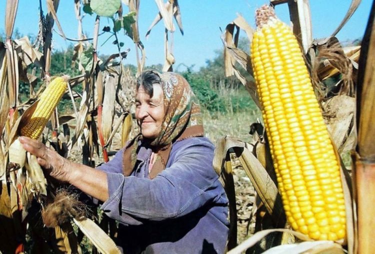 Ratari ne znaju šta sa viškom kukuruza