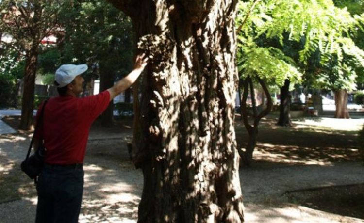 U Trebinju raste najveći bagrem u RS