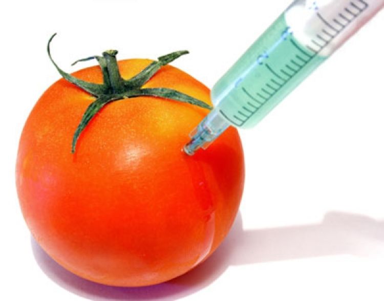 Za namjerni uzgoj GMO kazne do 15.000 maraka