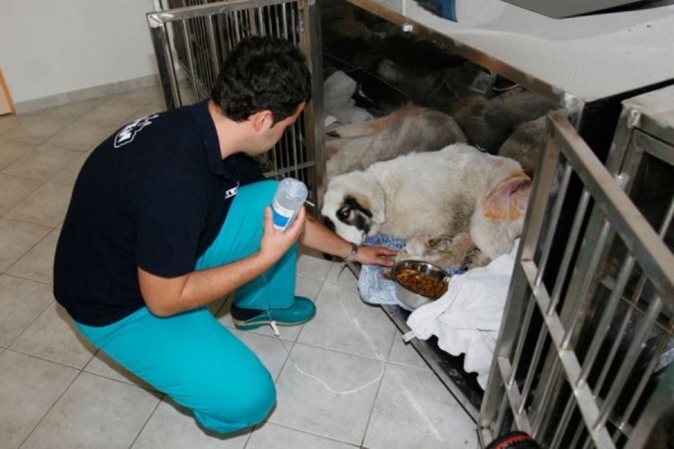 Prva veterinarska bolnica s laboratorijom
