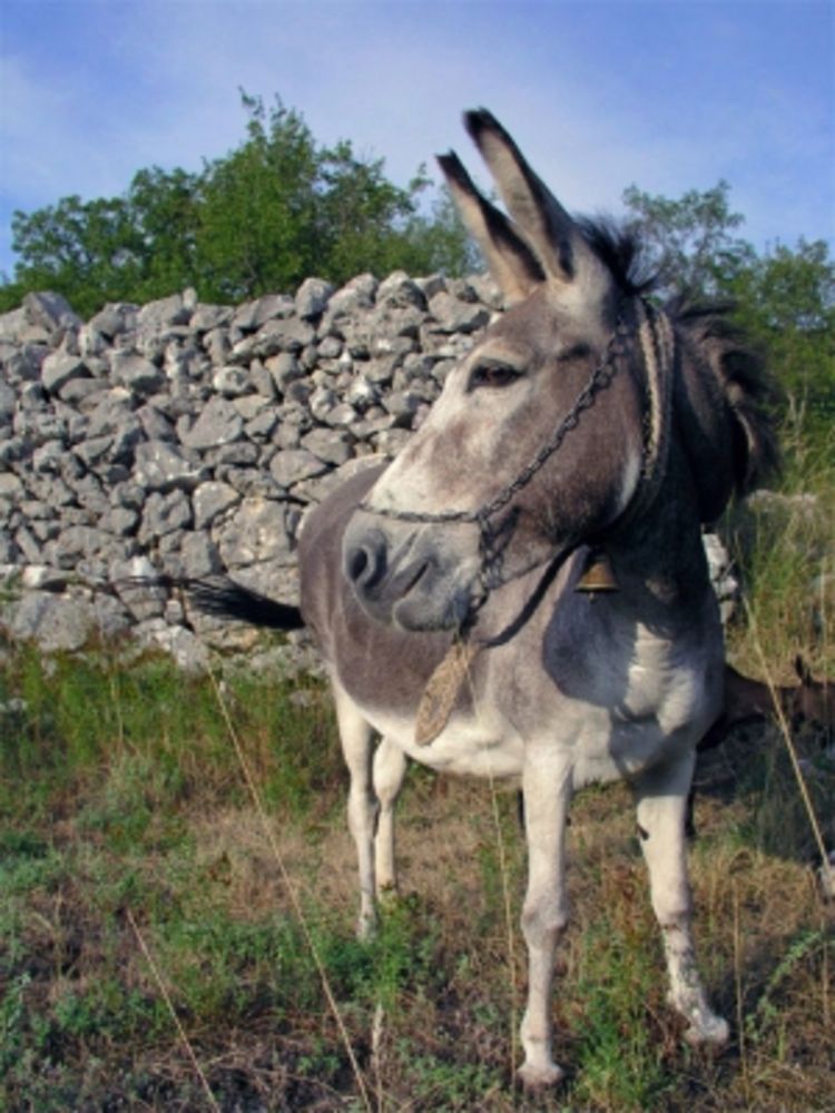 Magareća ljubav za 220 evra 