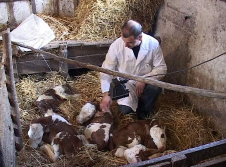 Petorke od Šarave za Ginisovu knjigu rekorda