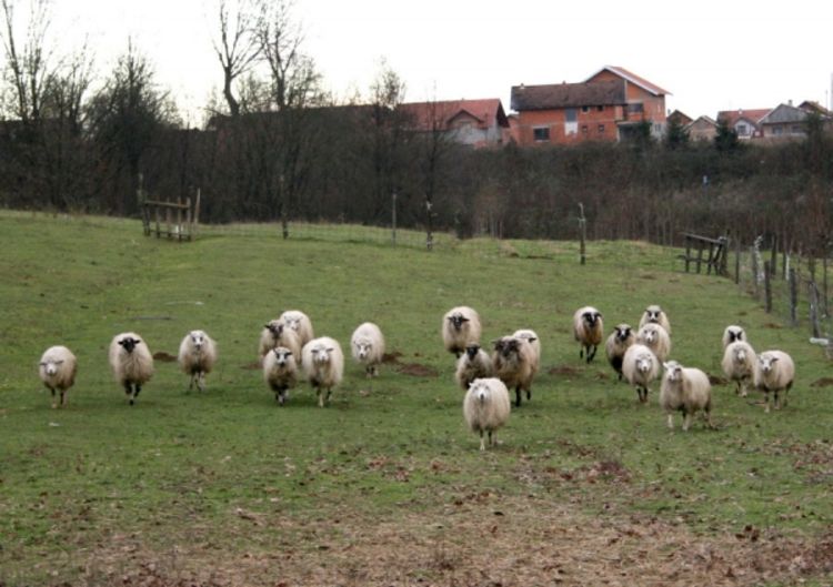 Eutanazirano 300 ovaca