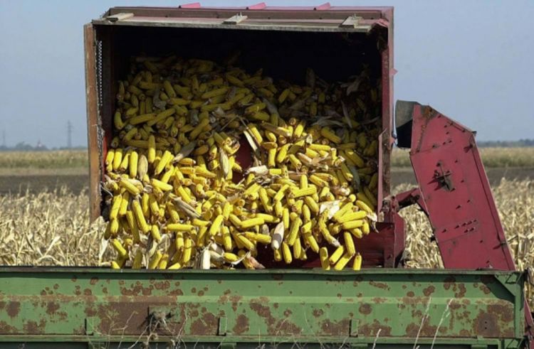 Na poljima ostalo oko 50.000 tona kukuruza 