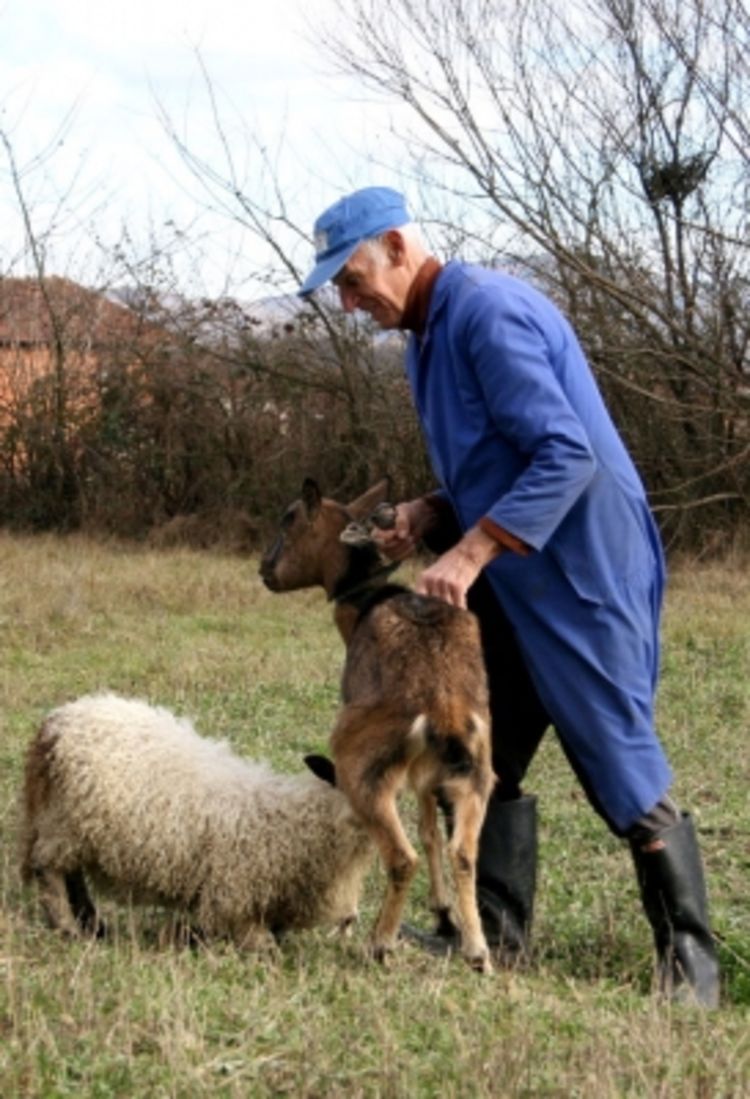 Koza usvojila jagnje