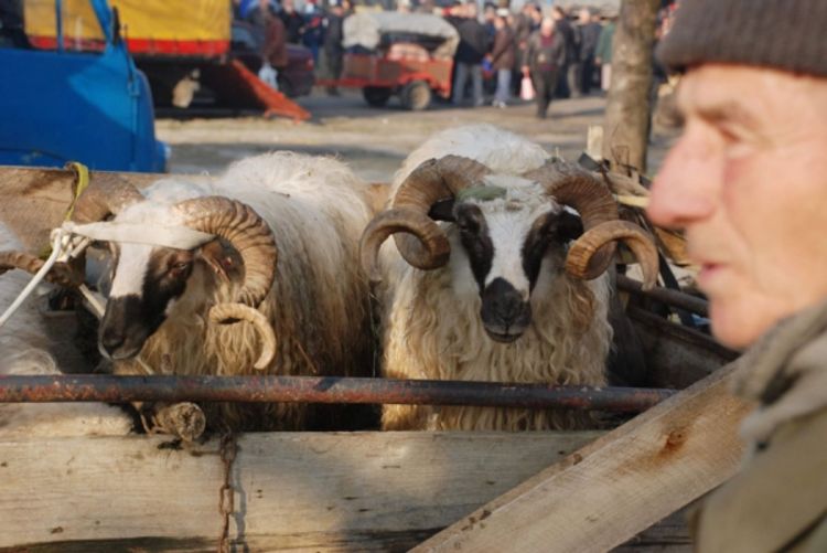 Zabranjeno nanošenje boli i mučenje životinja