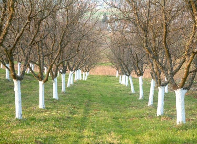Uređenje vrta: Oblikovanje i obrezivanje voćaka