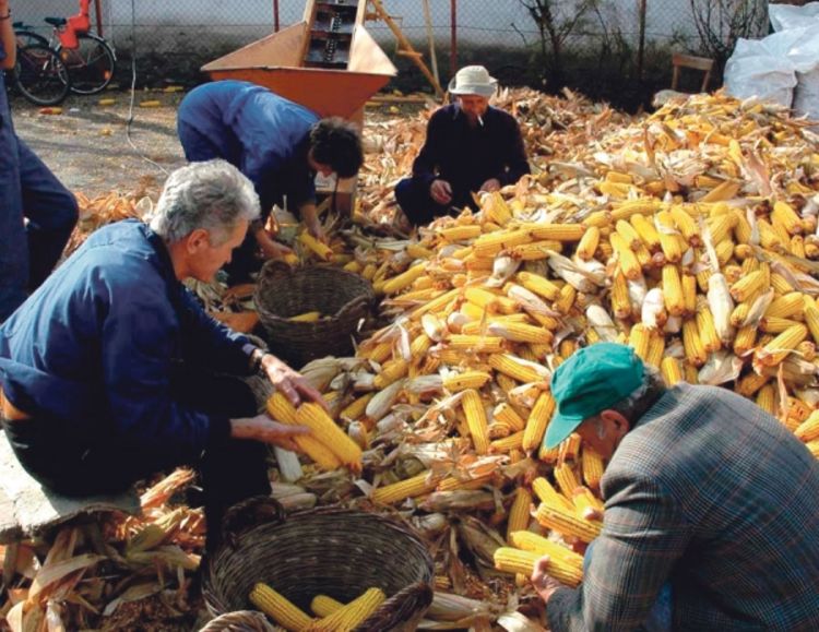 Otkupljuju samo žito, krompir završio u smeću