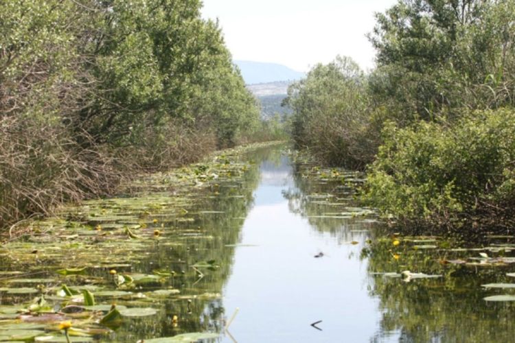 Hutovo blato oaza za biljni i životinjski svijet