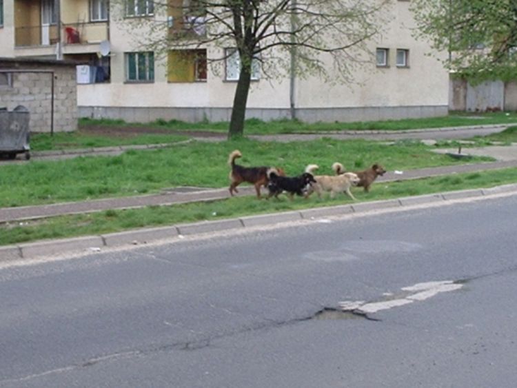Građani strahuju od pasa bez korpi