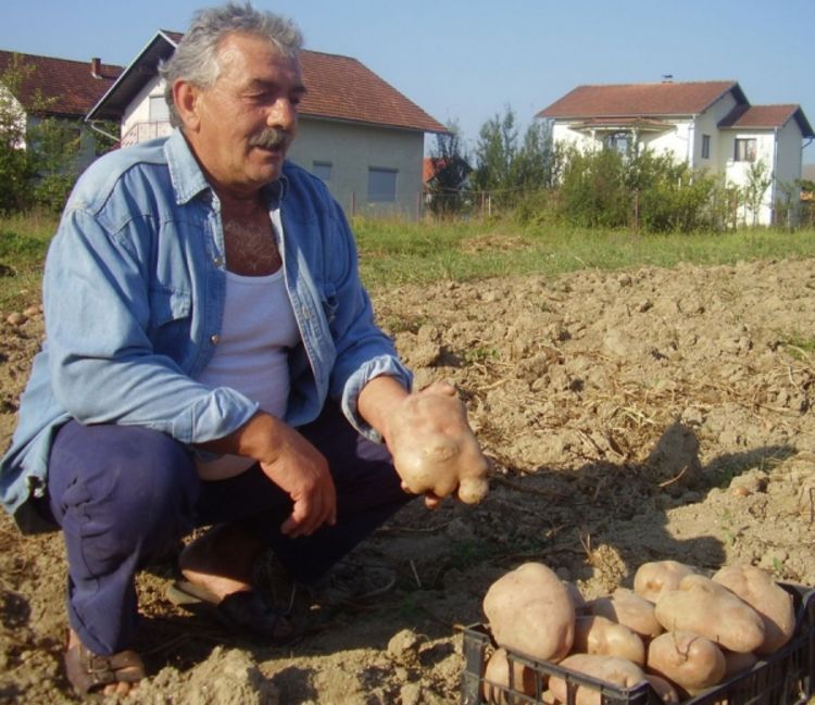 Jedan krompir dovoljan za porodični ručak
