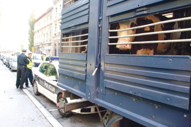 Policija spriječila da krave dođu pred Sud