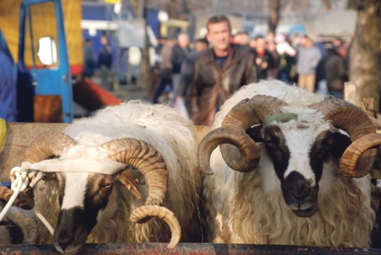 Meso će poskupjeti za oko 20 odsto