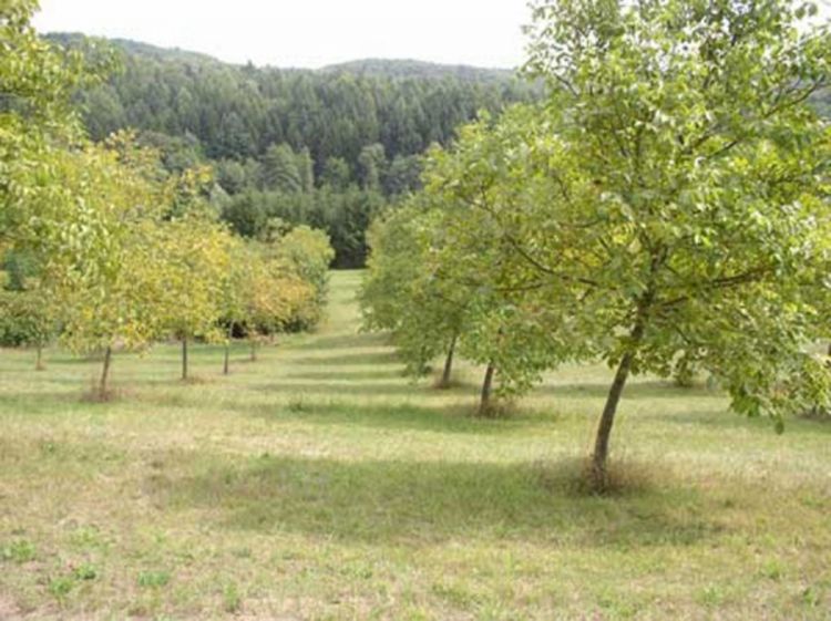 Uređenje vrta: Gajenje oraha u drvoredima