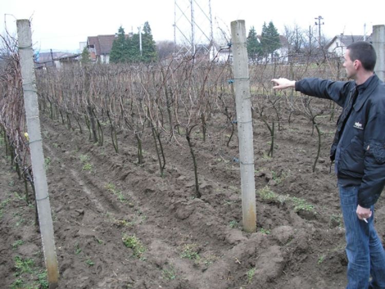 Vinogradari razbijaju predrasude