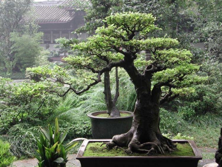Uređenje vrta: Bonsai u vrtu