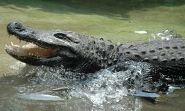 Muja, najstariji aligator na svijetu