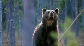 Austrija uvozi otpisane medvjede iz Slovenije