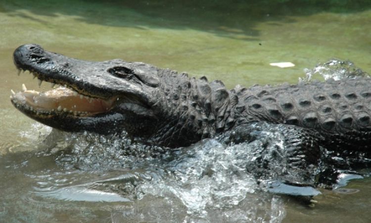 Muja, najstariji aligator na svijetu