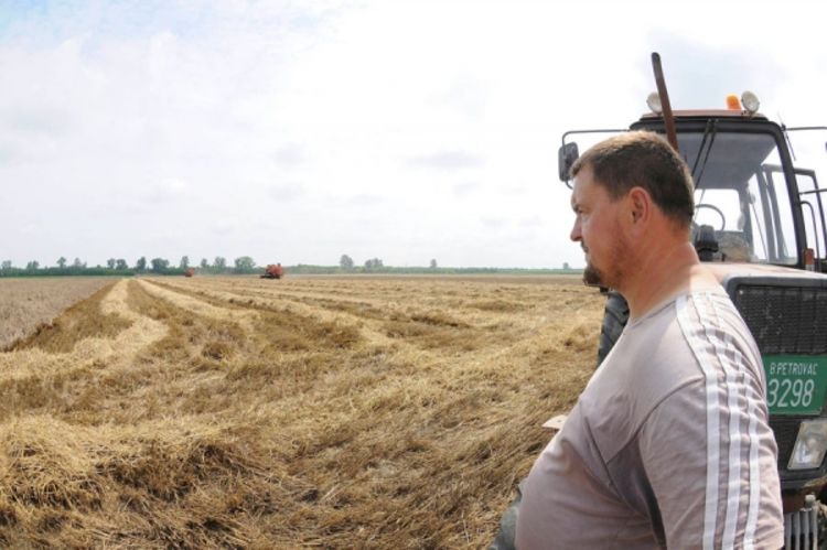 Ništa od premija za 29.000 tona pšenice
