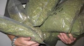 Pronađeno 155 kilograma skanka